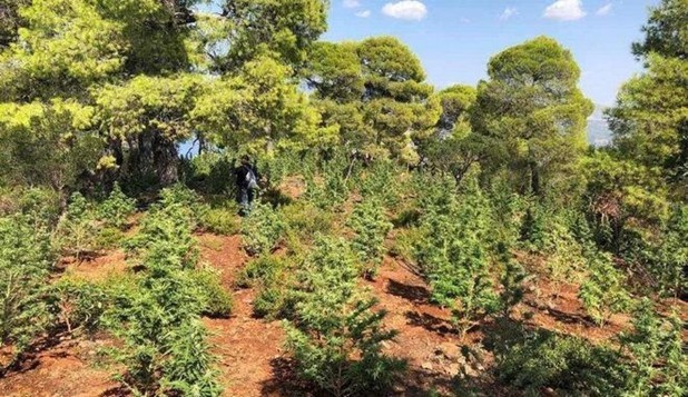 Οι χασισοκαλλιεργητές έκοψαν ελατοδάσος 40 στρεμμάτων